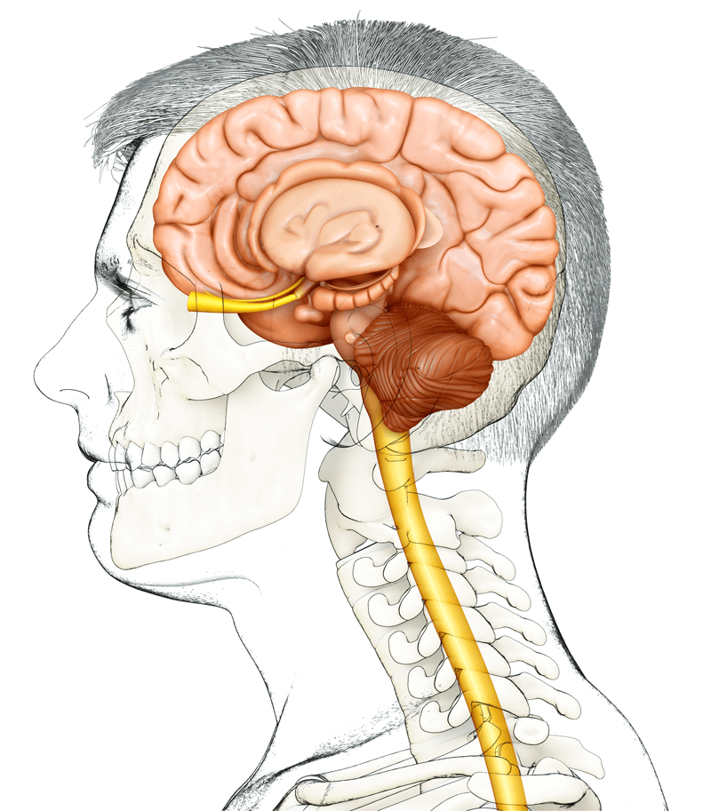 Stimulate Your Vagus Nerve To Rewire Your Brain