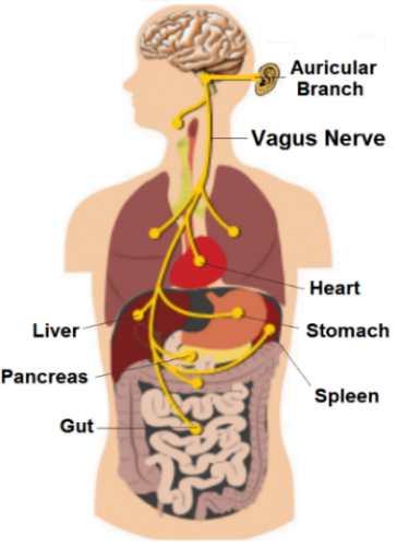 Vagus Example The Vagus Nerve and Its Role in Healthy Living – Vagus.net