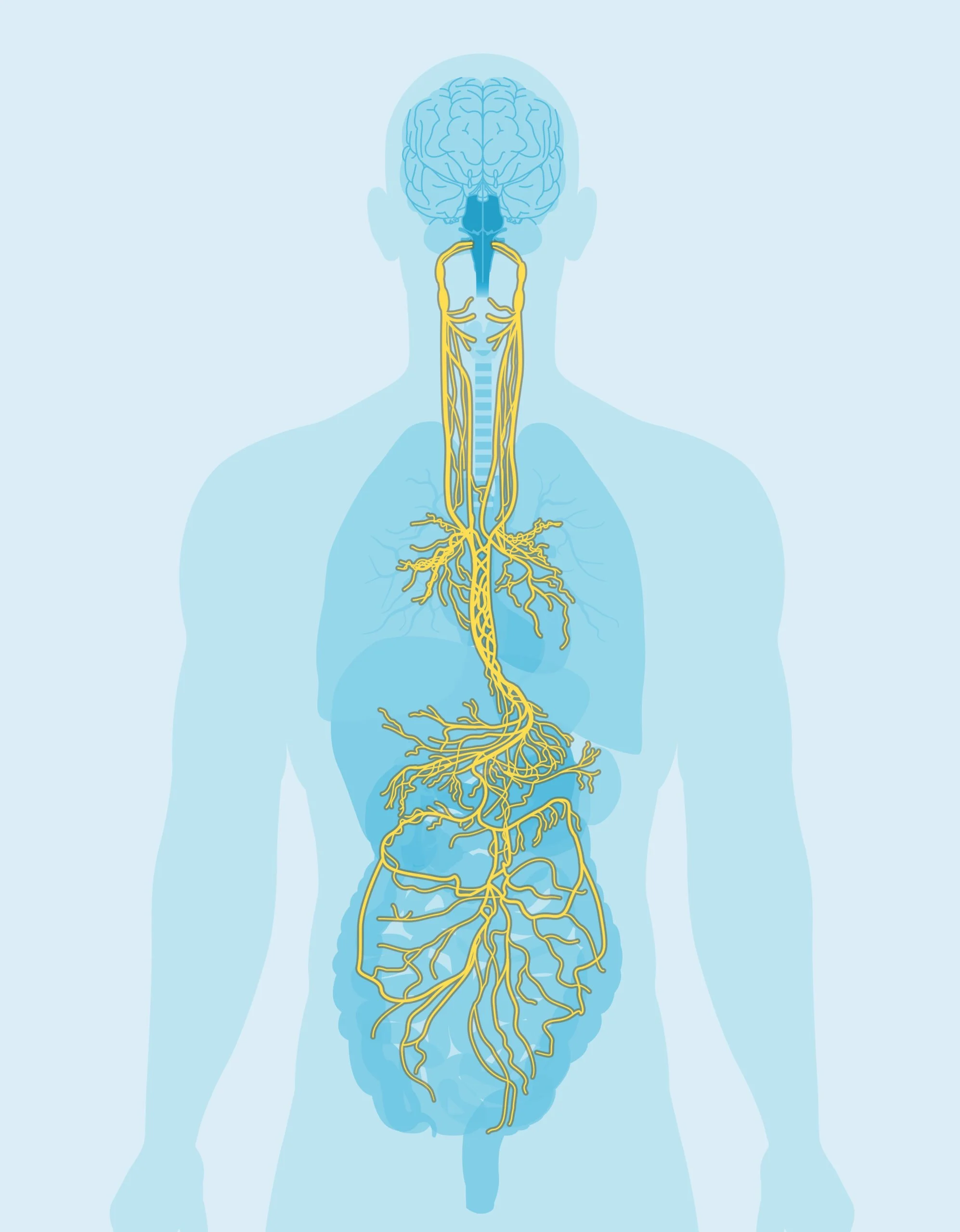 Everything You Need to Know About Activating the Parasympathetic Nervous System