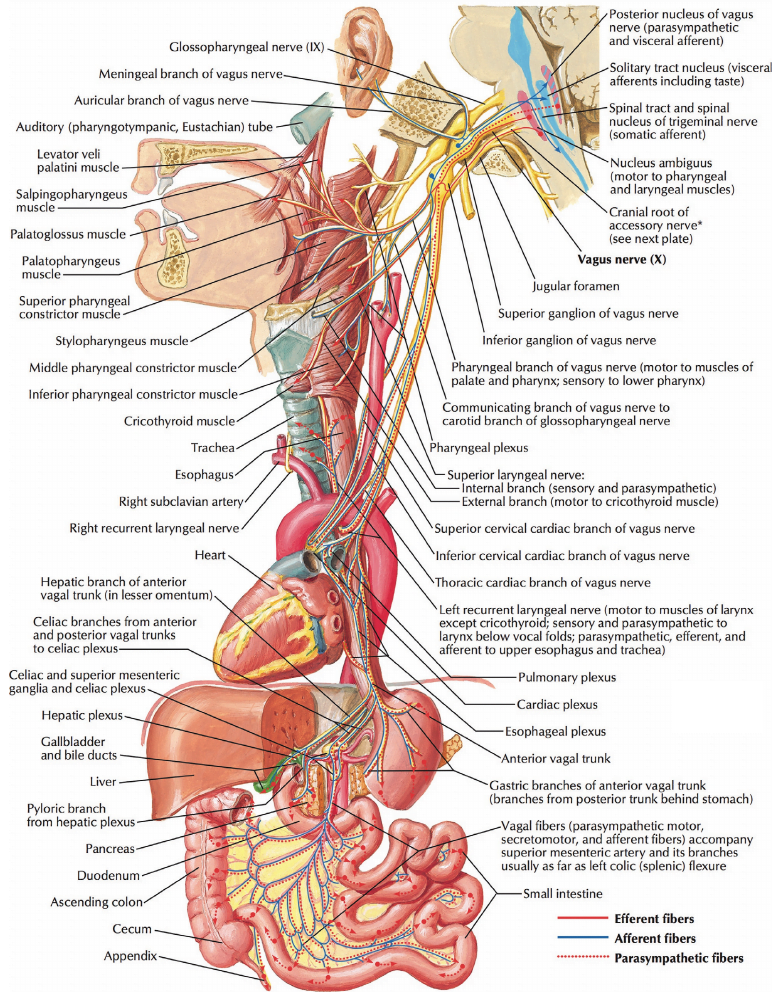 Vagus Nerve Figure 1