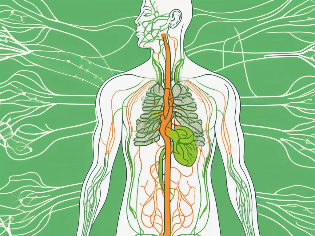 The vagus nerve in the human body