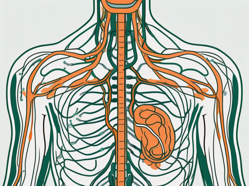 The vagus nerve in a human body