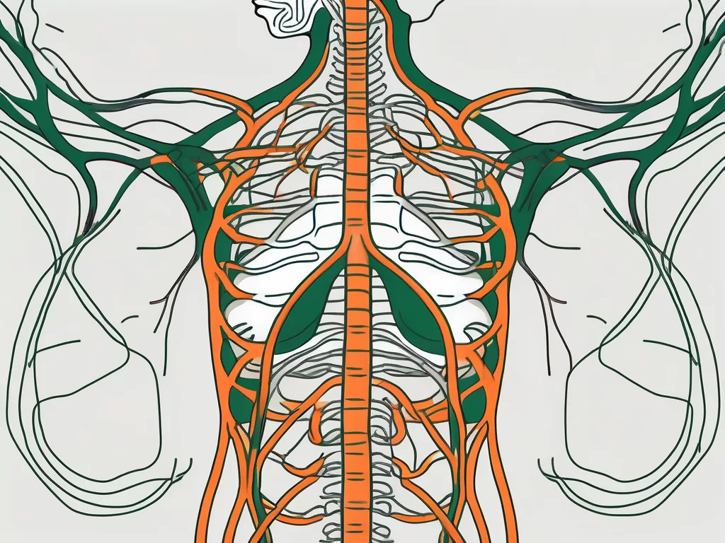 The ventral vagus nerve