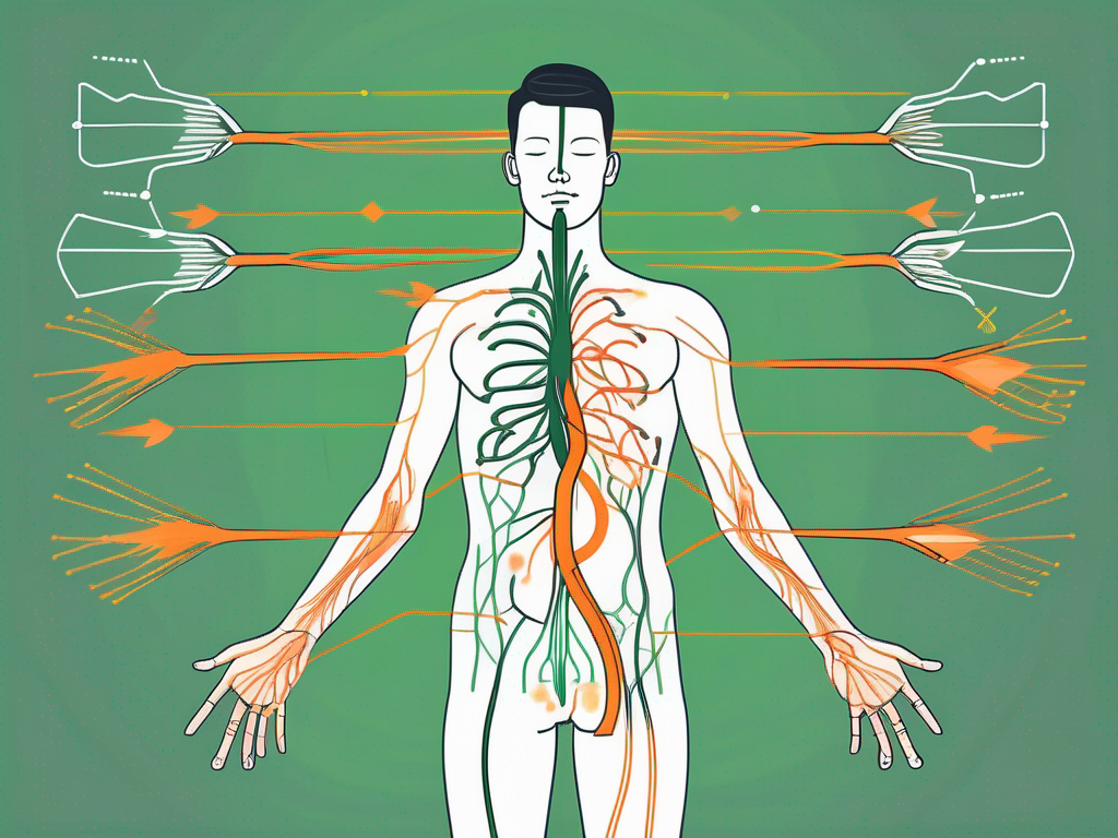 The vagus nerve highlighted within a stylized