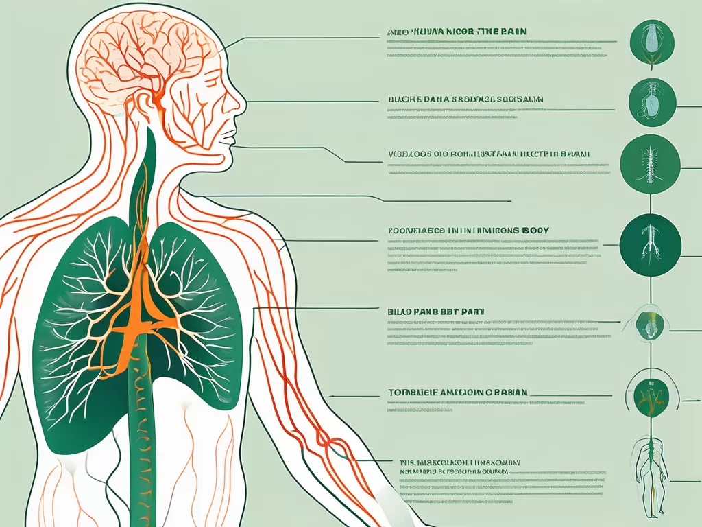 The vagus nerve in relation to the human body