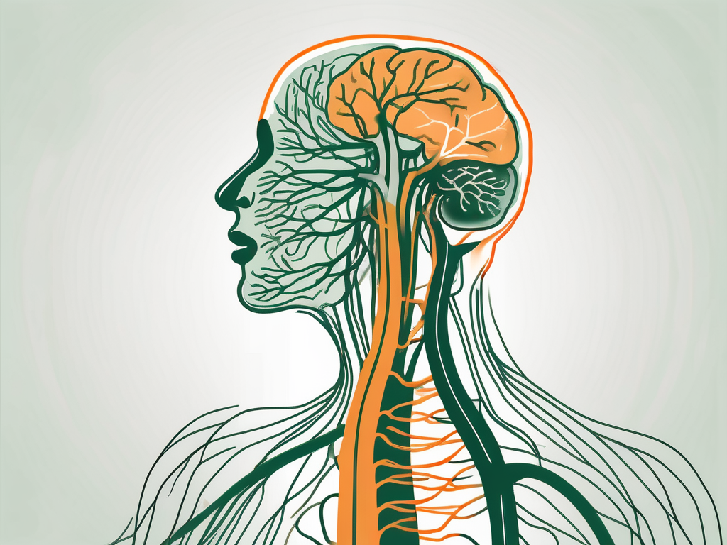 The human nervous system