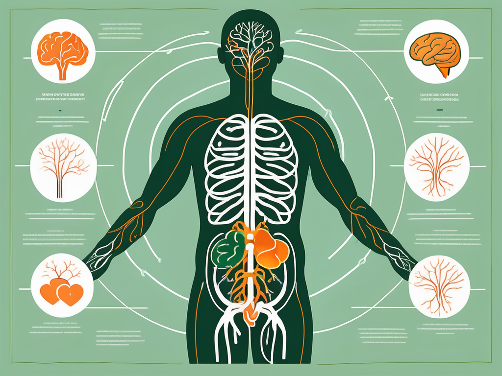 The vagus nerve highlighted in the human body