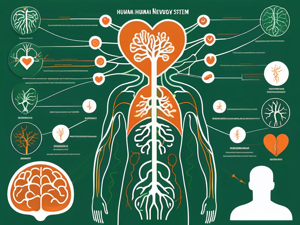 The human nervous system highlighting the vagus nerve