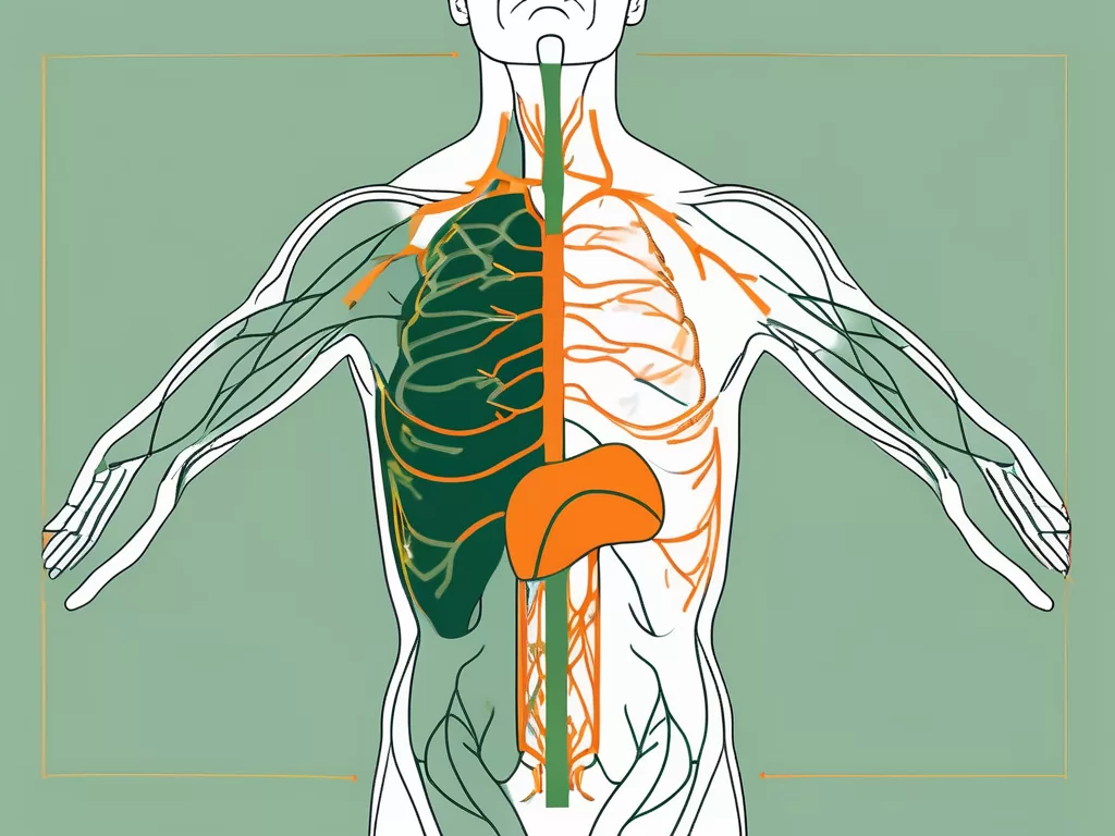 The human torso