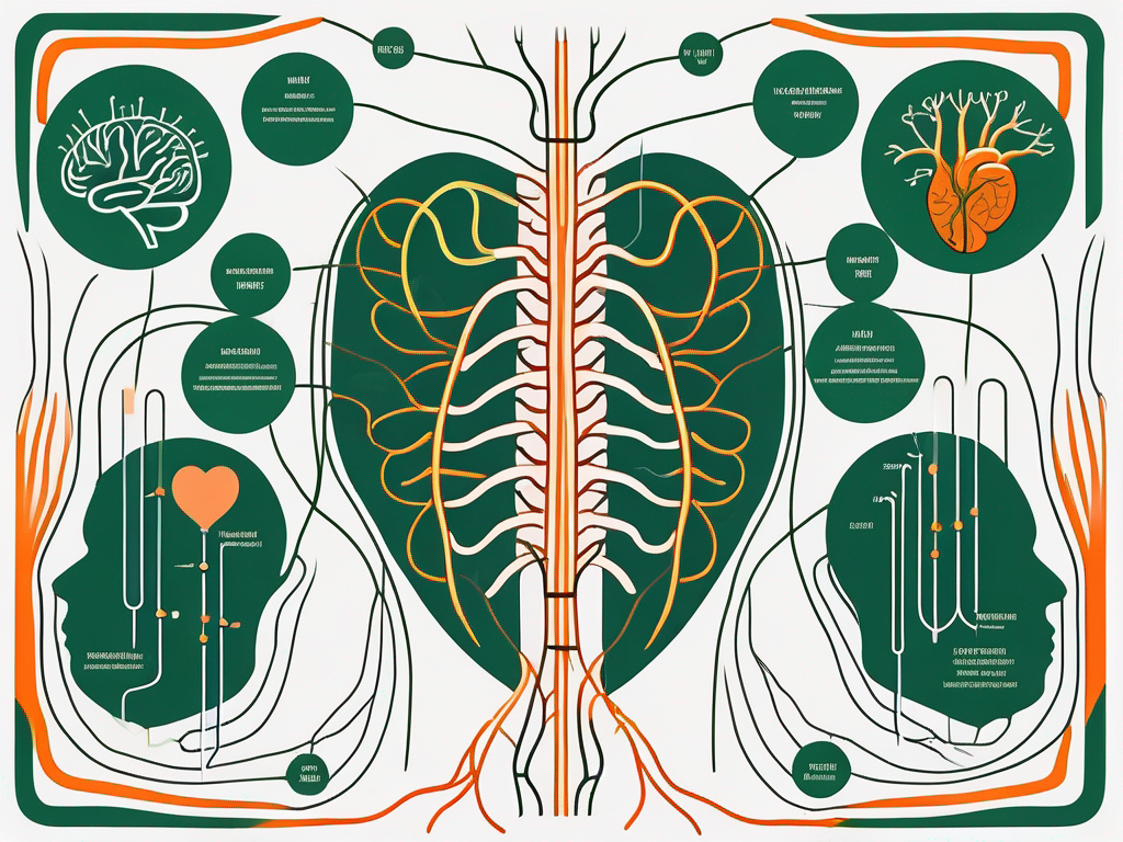 Der Vagusnerv: Diagramm des Nervenverlaufs