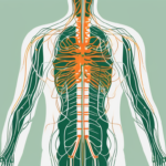 The vagus nerve in relation to the human spine