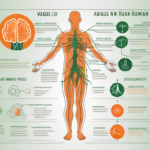 The vagus nerve in the human body