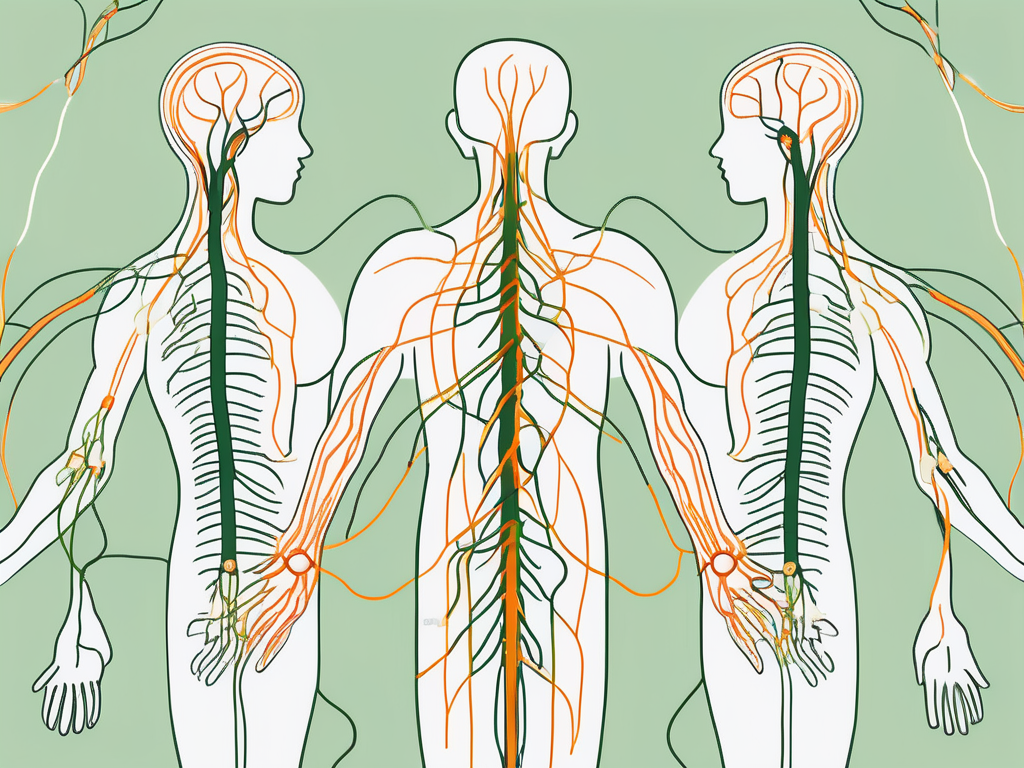 The vagus nerve highlighted in the human nervous system