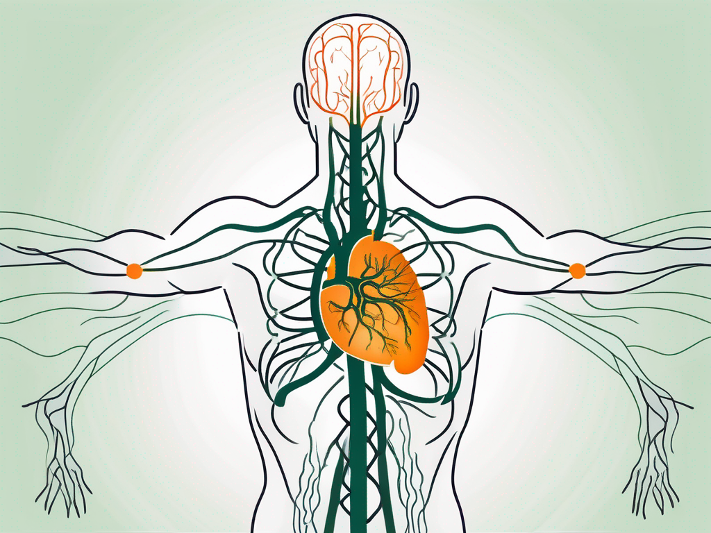The vagus nerve in relation to the human body