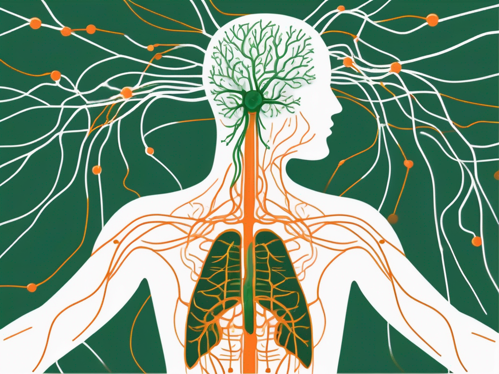 The nervus vagus (vagus nerve) highlighted within a human body silhouette