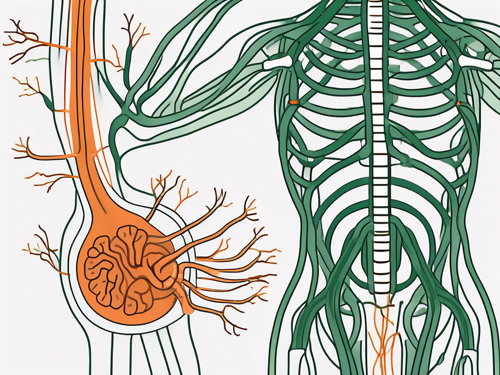 The vagus nerve in relation to the stomach