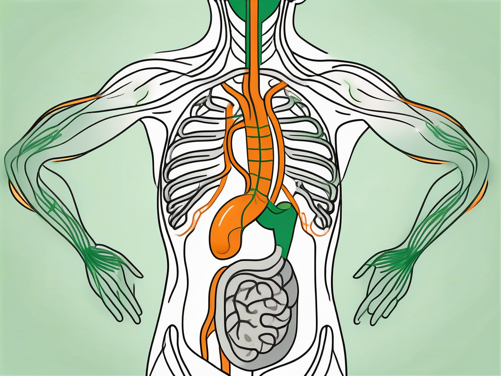 The human digestive system highlighting the stomach and the vagus nerve