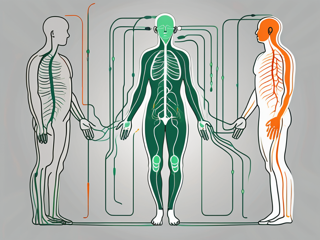The human body with the vagus nerve highlighted