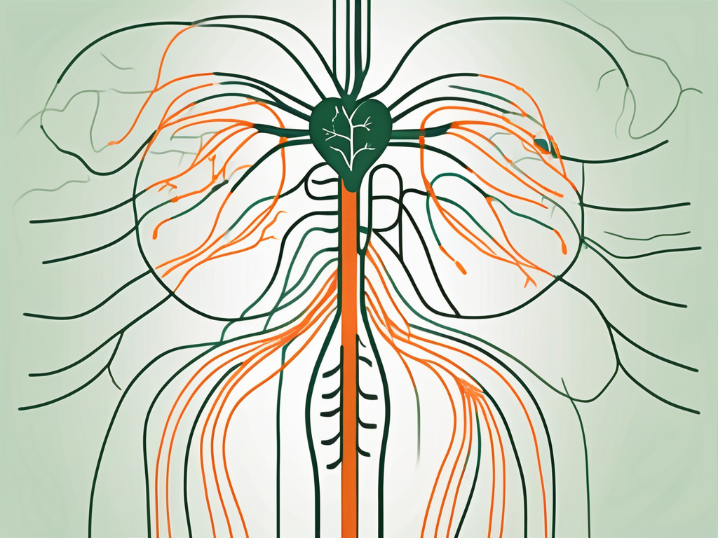 The human nervous system highlighting the vagus nerve