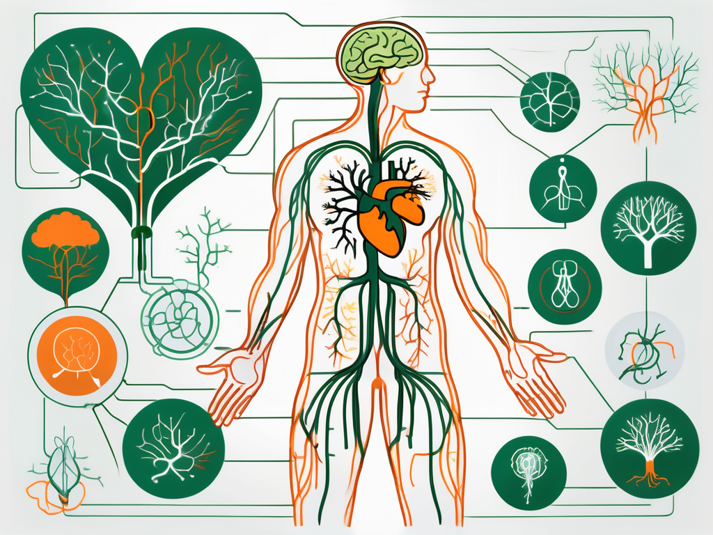 The human nervous system highlighting the vagus nerve