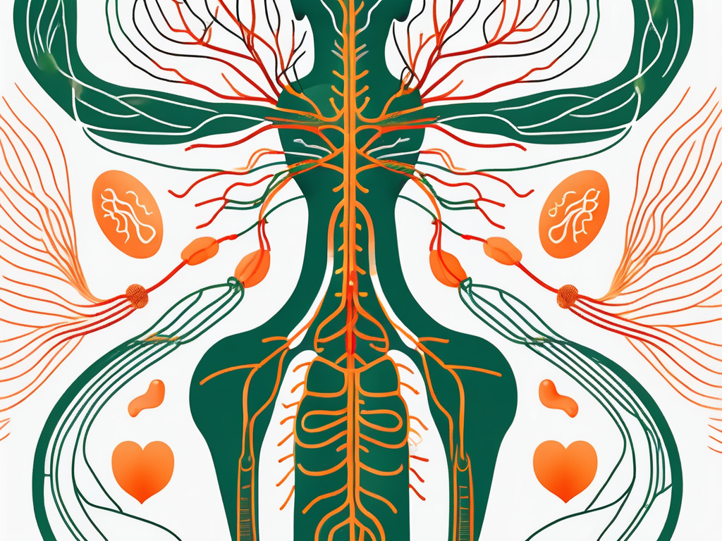 The vagus nerve in the human body